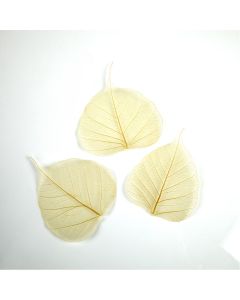 Natural Skeleton Leaves. Pack of 50