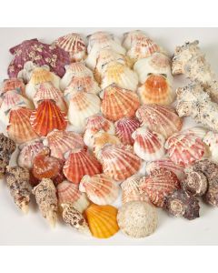 shells