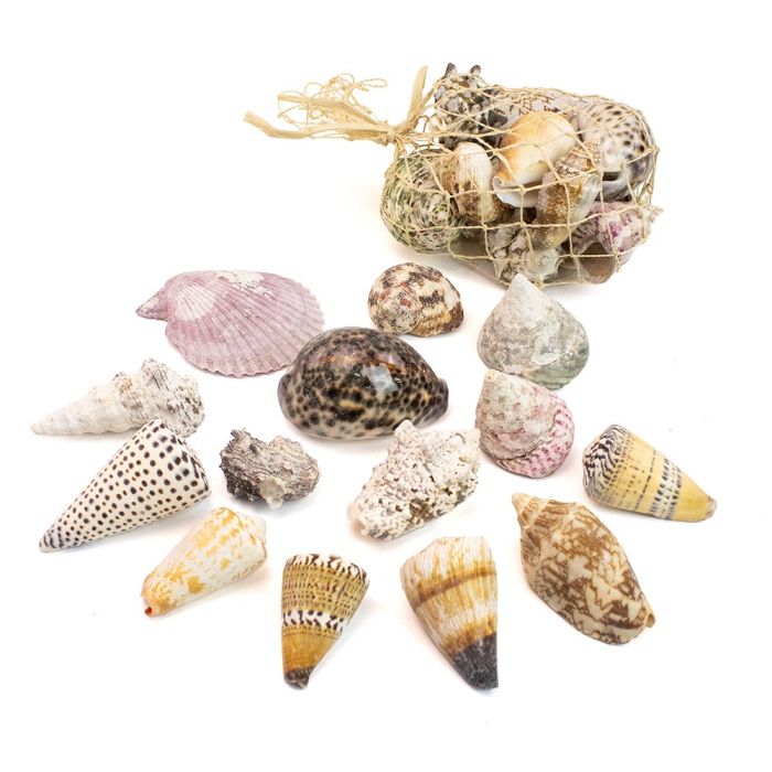Shells