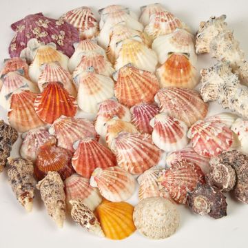 Shells