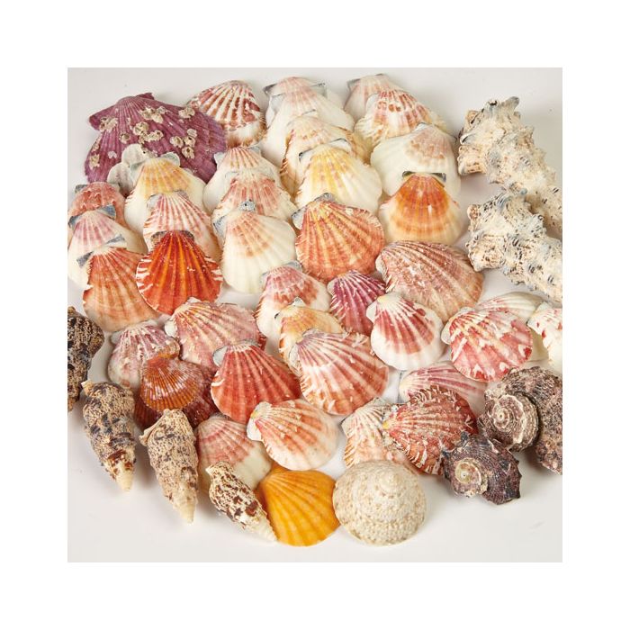 shells